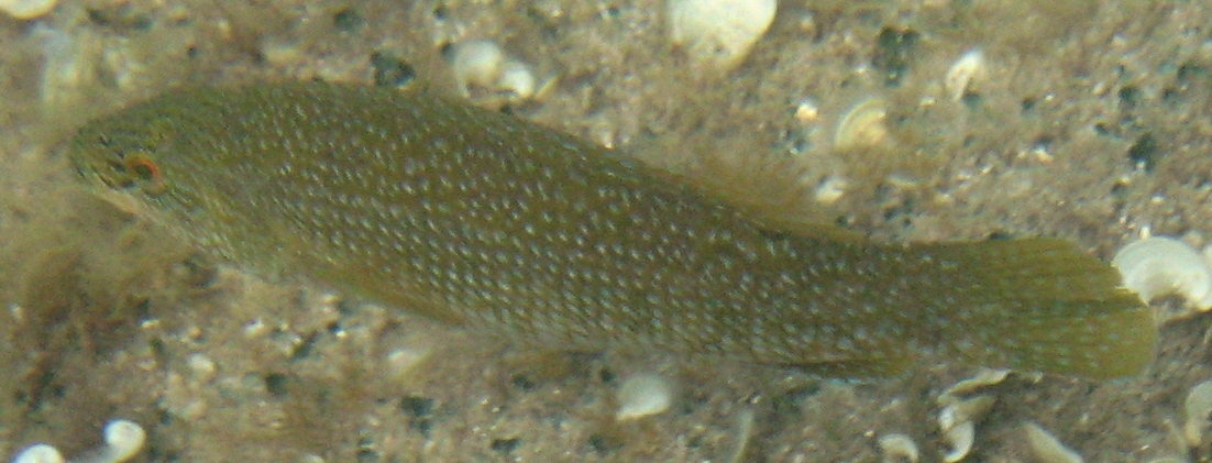 Labrus viridis